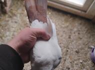 Grajewo ogłoszenia: Sprzedam samice driera. - zdjęcie