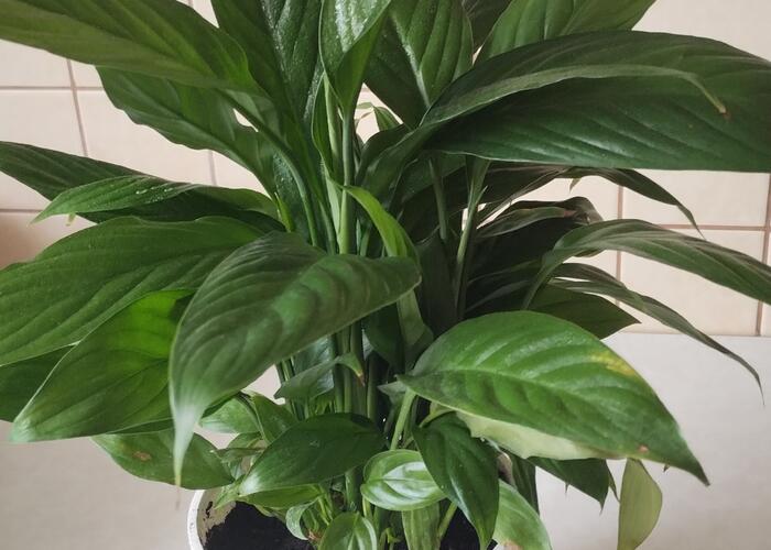 Grajewo ogłoszenia: Sprzedam skrzydlokwiat